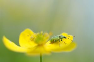 Grüner Rüsselkäfer auf Gelbem Windröschen