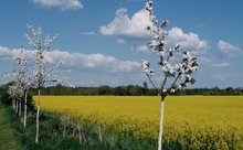 Blüten - Rausch