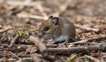 Waldmaus