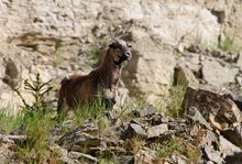 Wildlife aus zweiter Hand