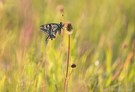 Schwalbenschwanz im Morgenlicht