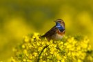 Blaukelchen im Raps