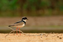 Gescheckter Kiebitz (Vanellus Cayanus)