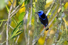 Türkisnaschvogel