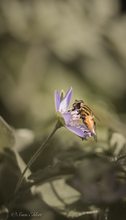 Sumpfi auf Leberblümchen