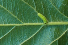 Raupe des Nierenfleck-Zipfelfalter