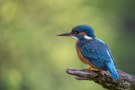 Eisvogelweibchen