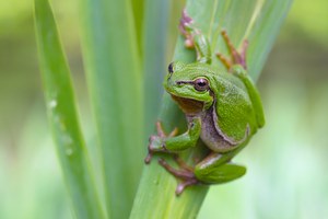 Europäischer Laubfrosch