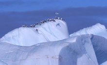 Eisberg vor West - Spitzbergen...