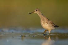 Bruchwasserläufer - ich mag die kleinen Flitzer