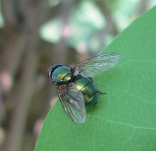 Blatt vorm Mund