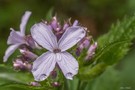 Blüte im Morgentau