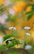 Allium ursinum -