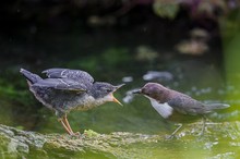 Wasseramsel (Cinclus cinclus)-Fütterung