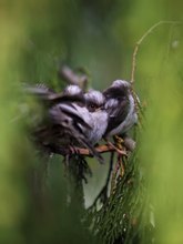 Die "Kuscheltruppe" 2016