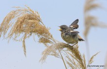 Schwarzkehlchen (Jungvogel)