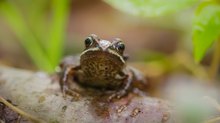 junger Moorfrosch