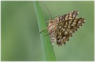 Klee-Gitterspanner (Chiasmia clathrata)