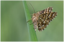 Klee-Gitterspanner (Chiasmia clathrata)