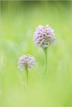 Schön mit nur 3 Zähnen ;-) – Orchis tridentata