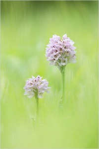 Schön mit nur 3 Zähnen ;-) – Orchis tridentata