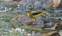 Über scheinbar "wildem" Wasser...