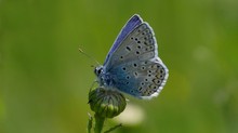 Polyommatus icarus   Mai 2016