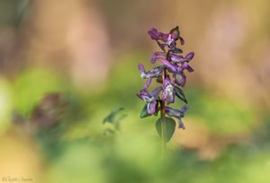 Fast so schön wie eine Orchidee