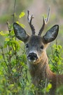 Bock-Portrait