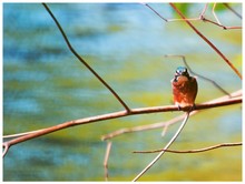 Baby Eisvogel