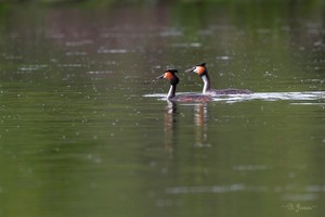 nach dem Fischsnack