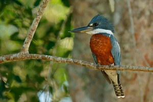 Rotbrustfischer (Megaceryle torquata)