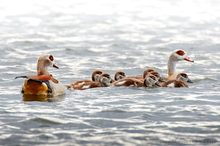 Familienausflug auf dem Rhein