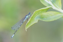 Mond-Azurjungfer (Coenagrion lunulatum) Männchen