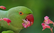 Blütenbesuch