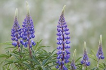 Lupine