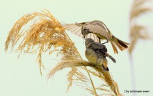 Braunkehlchen beim Füttern