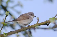 Klappergrasmücke - Lesser Whitethroat