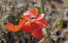 Mohn im Rapsfeld