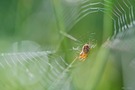 Spinne