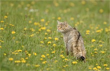 Löwenzahn und wilder Kuder