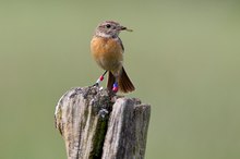 Beringungswahn oder wahnsinniger Beringer?