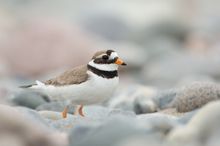 Sandregenpfeifer-Weibchen