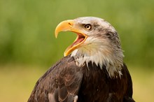 Junger Weißkopfsee Adler