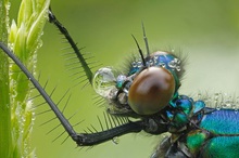 Gebänderte Prachtlibelle Männchen