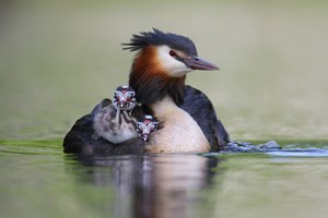 Jetzt mit "Leichtmatrosen" an Bord