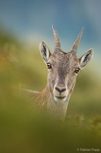 Steingeiss (Capra ibex)