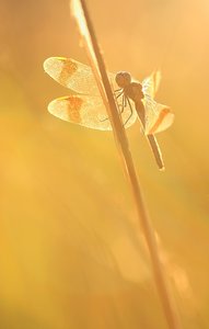 Im Sommerabendlicht