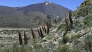 Echium wildpretii - Teneriffa