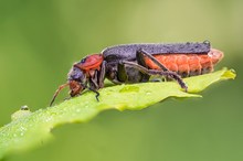 Gemeiner Weichkäfer (Cantharis fusca)